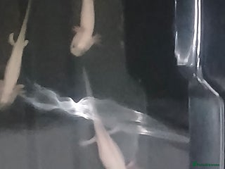 Axolotl reptiles - Advert 6