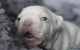 French Bulldog dogs for sale: Stunning French bulldog puppies  - Advert 30