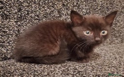 Mixed Breed cats for sale: 4 CUTE KITTENS FOR SALE! - Image 6