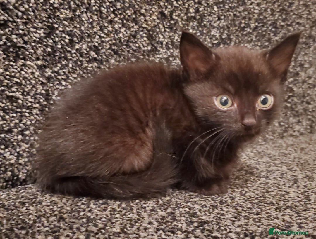 Mixed Breed cats for sale: 4 CUTE KITTENS FOR SALE! - Image 6