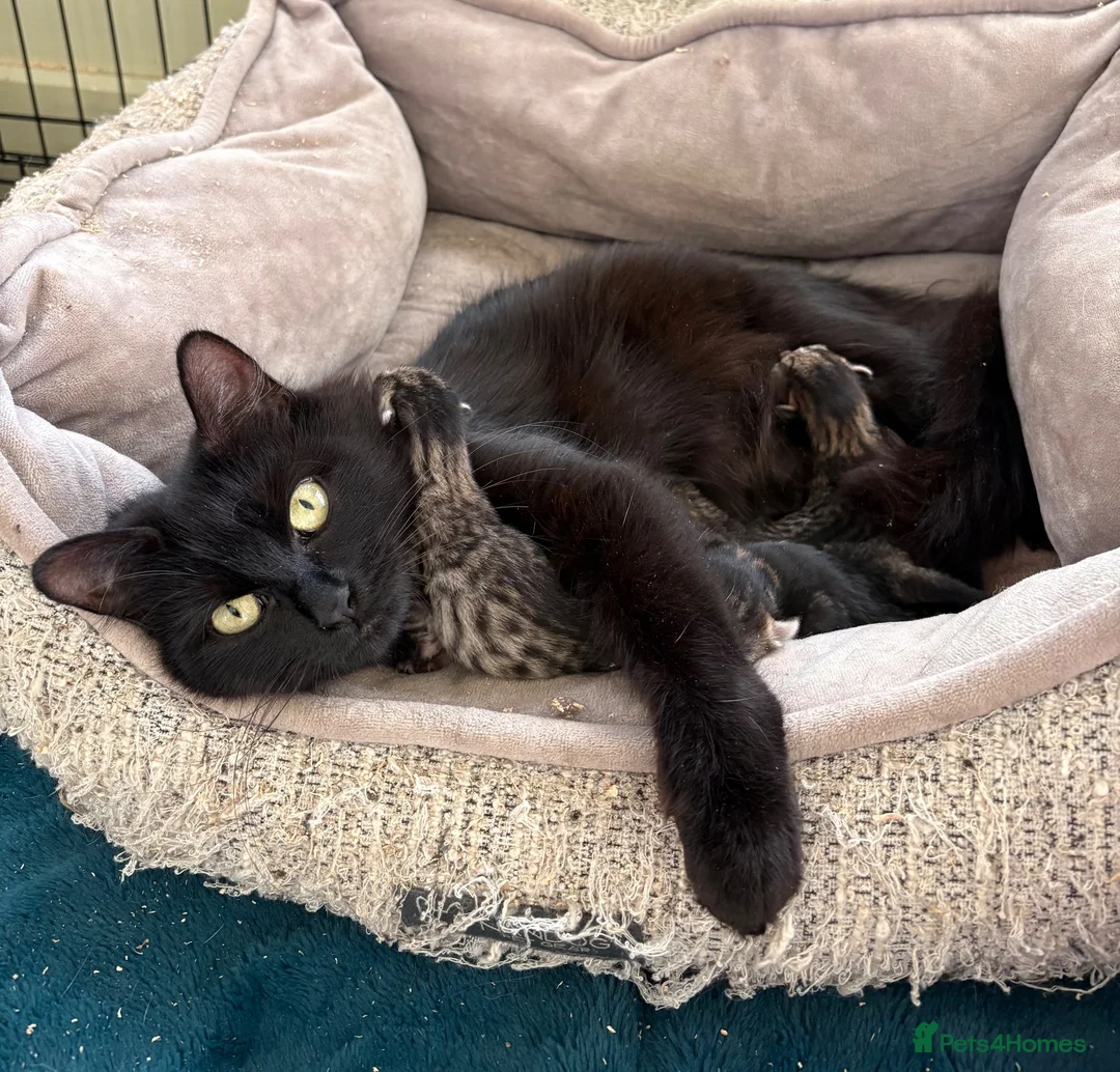 Mixed Breed cats for sale: 4 gorgeous striped black / grey tabby kittens - Advert 17