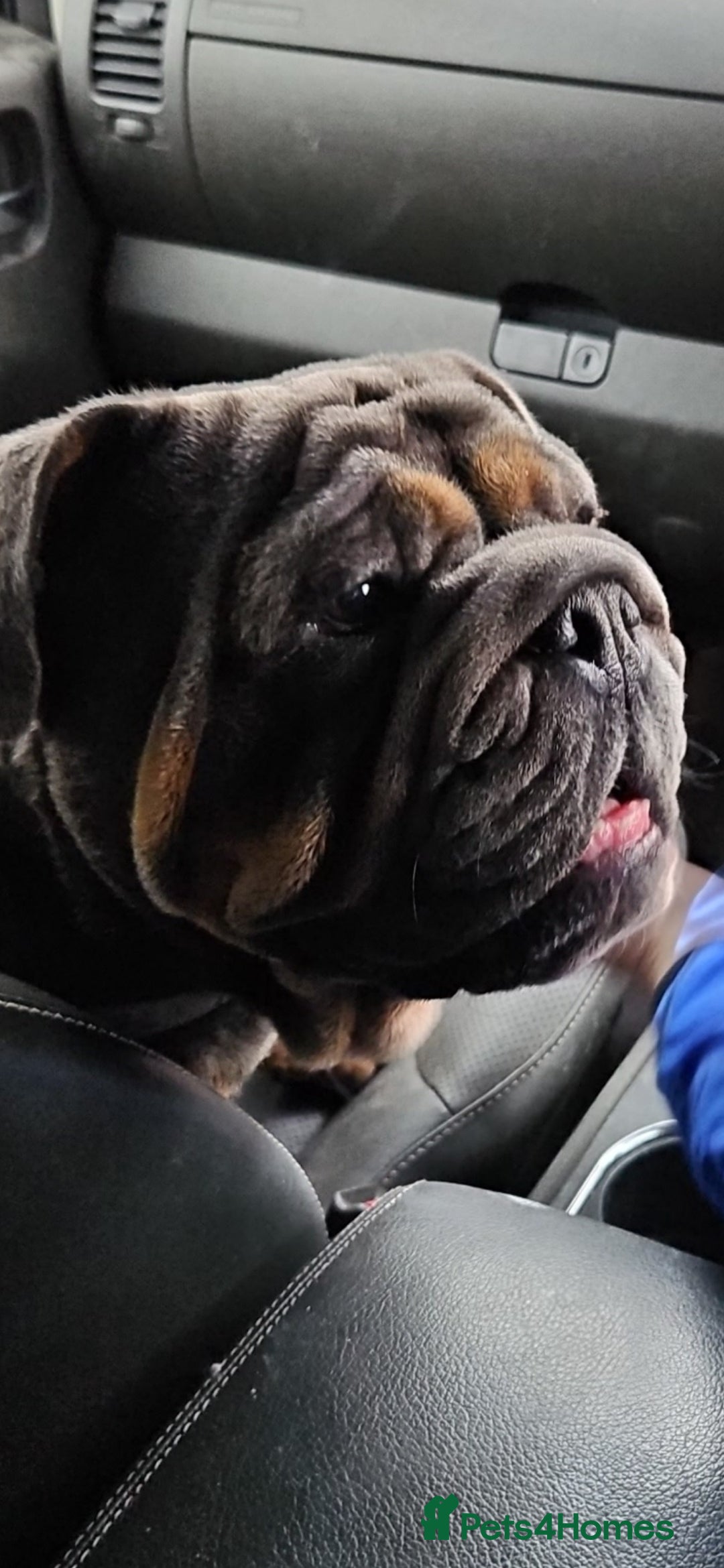 English Bulldog dogs for sale: Kc british bulldogs  - Image 22
