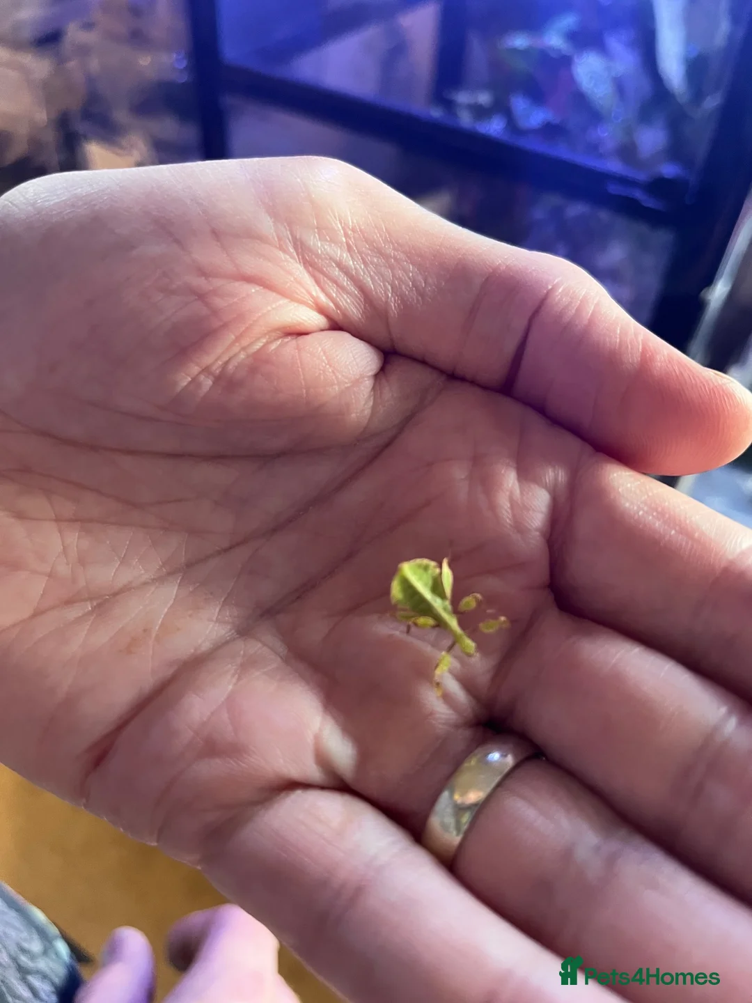 Stick Insects invertebrates for sale: Leaf insects, Nymphs in Preston - Advert 2