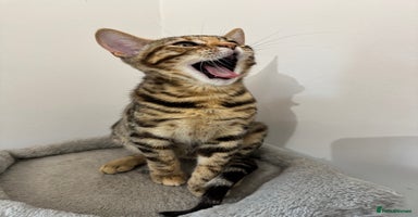 Mixed Breed cats - Advert 6
