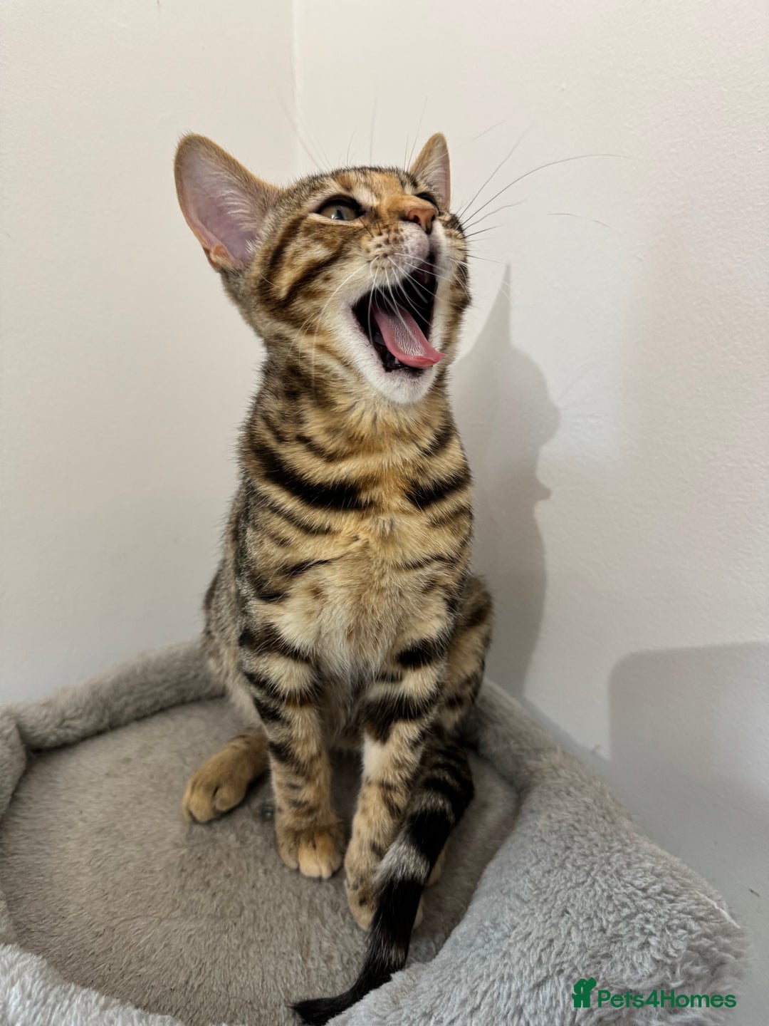 Mixed Breed cats for sale: 5 Beautiful Mixed Bengal Litter ready to go! - Image 4