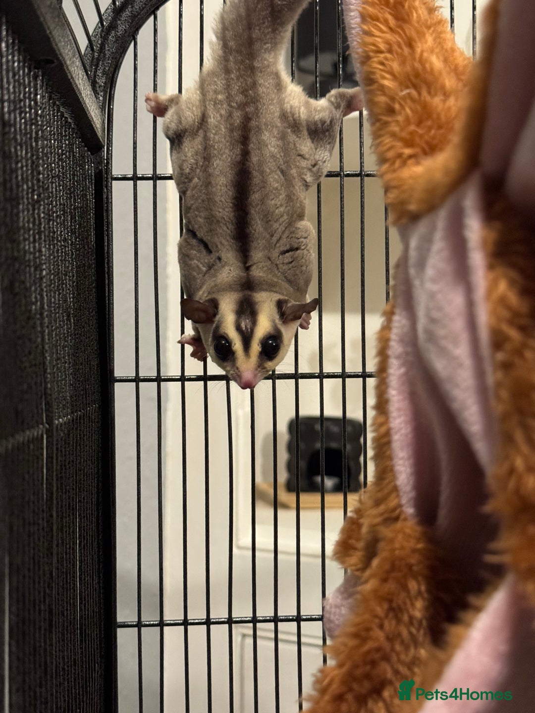 Sugar Glider rodents for sale: Sugar glider and full set up - Image 3