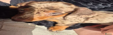 Miniature Dachshund 3