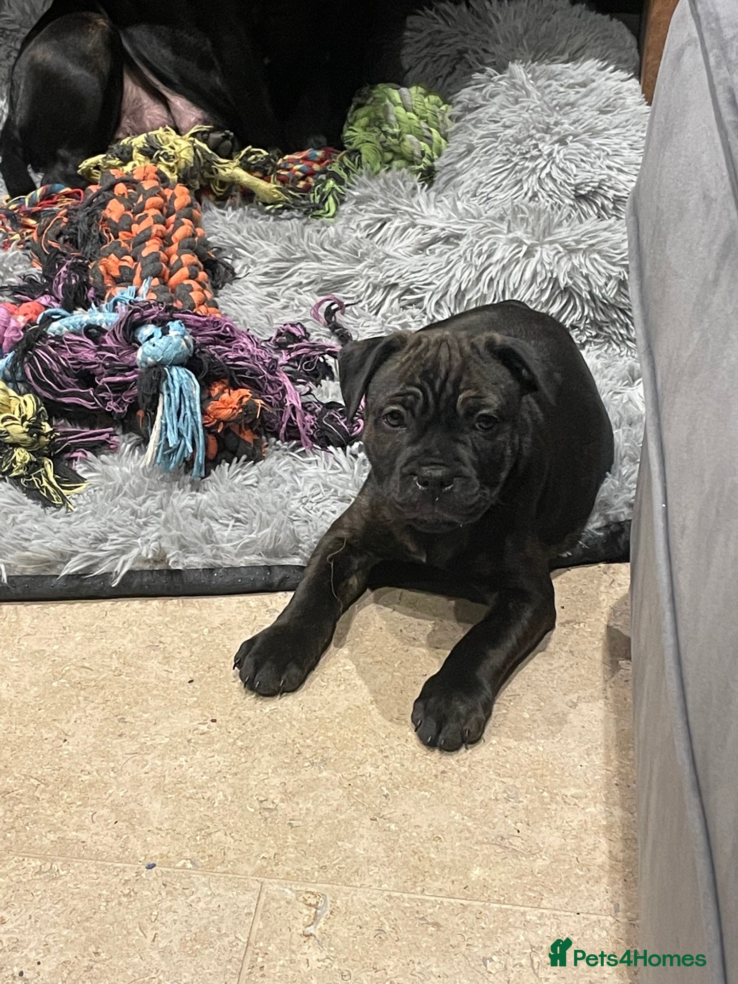 Staffordshire Bull Terrier dogs KC Reg - Only 1 Boy Available  - Advert 5