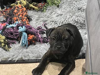 Staffordshire Bull Terrier dogs KC Reg - Only 1 Boy Available - Advert 2