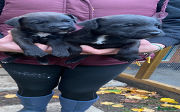 Patterjack dogs for sale: Patterjack pups - Advert 6