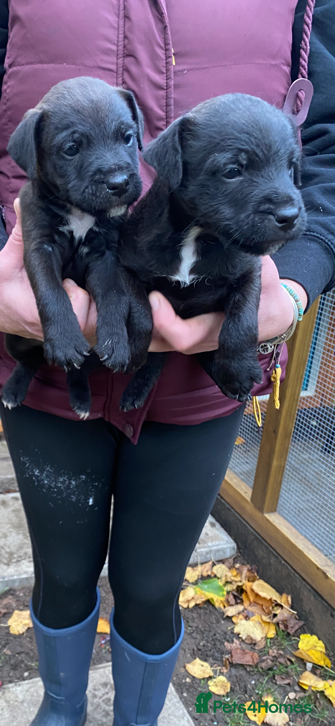 Patterjack dogs for sale: Patterjack pups - Advert 6