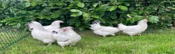 Chickens poultry for sale: Chickens Point of lay hens - Advert 6