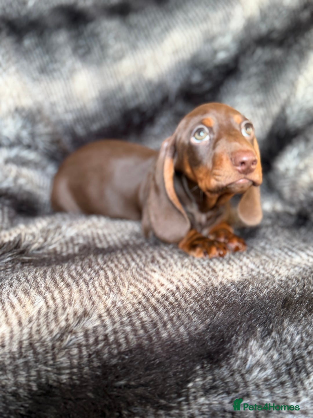 Miniature Dachshund dogs for sale: KC Registered Miniature Shorthaired Dachshund - Advert 24