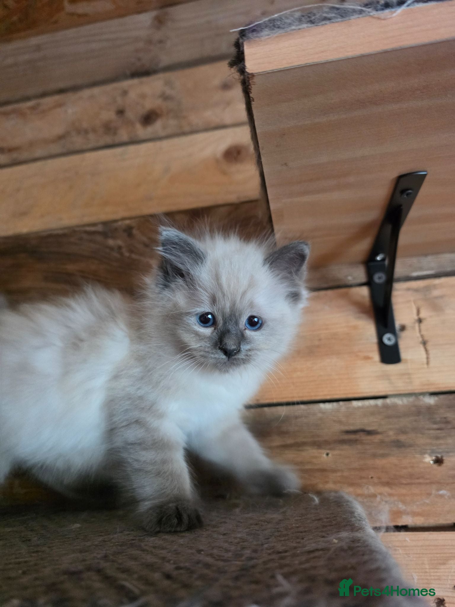 Ragdoll cats Stunning little Ragdoll boy  - Advert 4