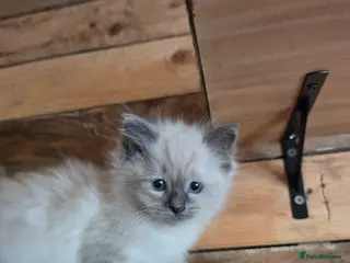 Ragdoll cats Stunning little Ragdoll boy - Advert 2