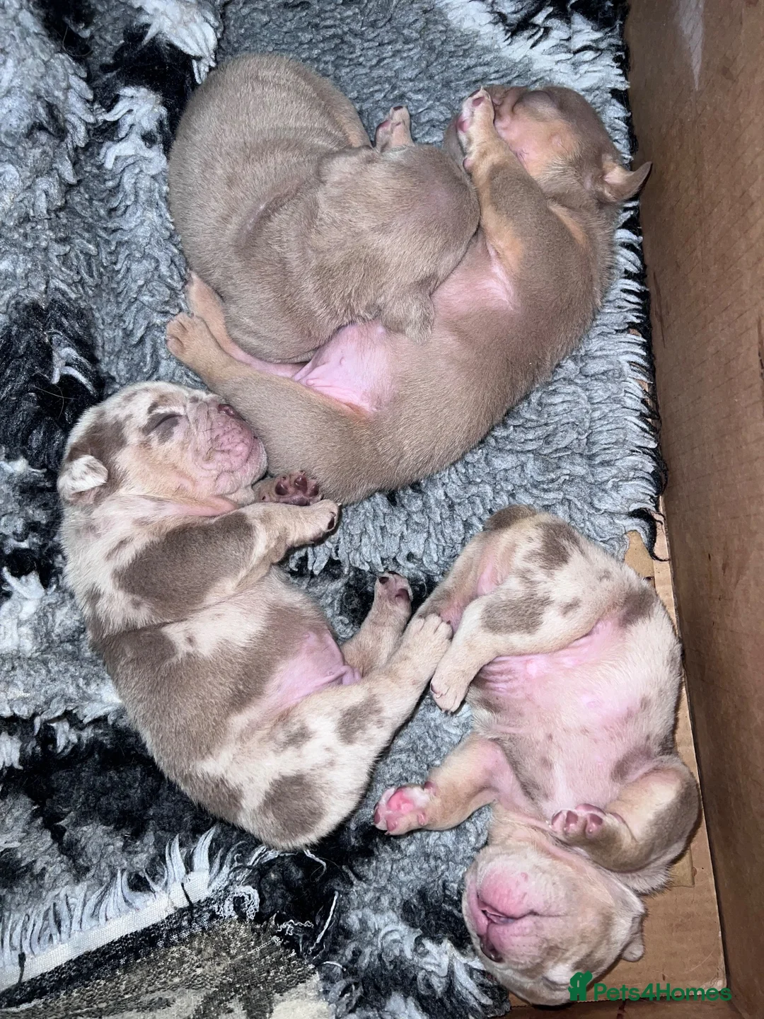 English Bulldog dogs for sale: Exceptional English Bulldog Puppies - Advert 21