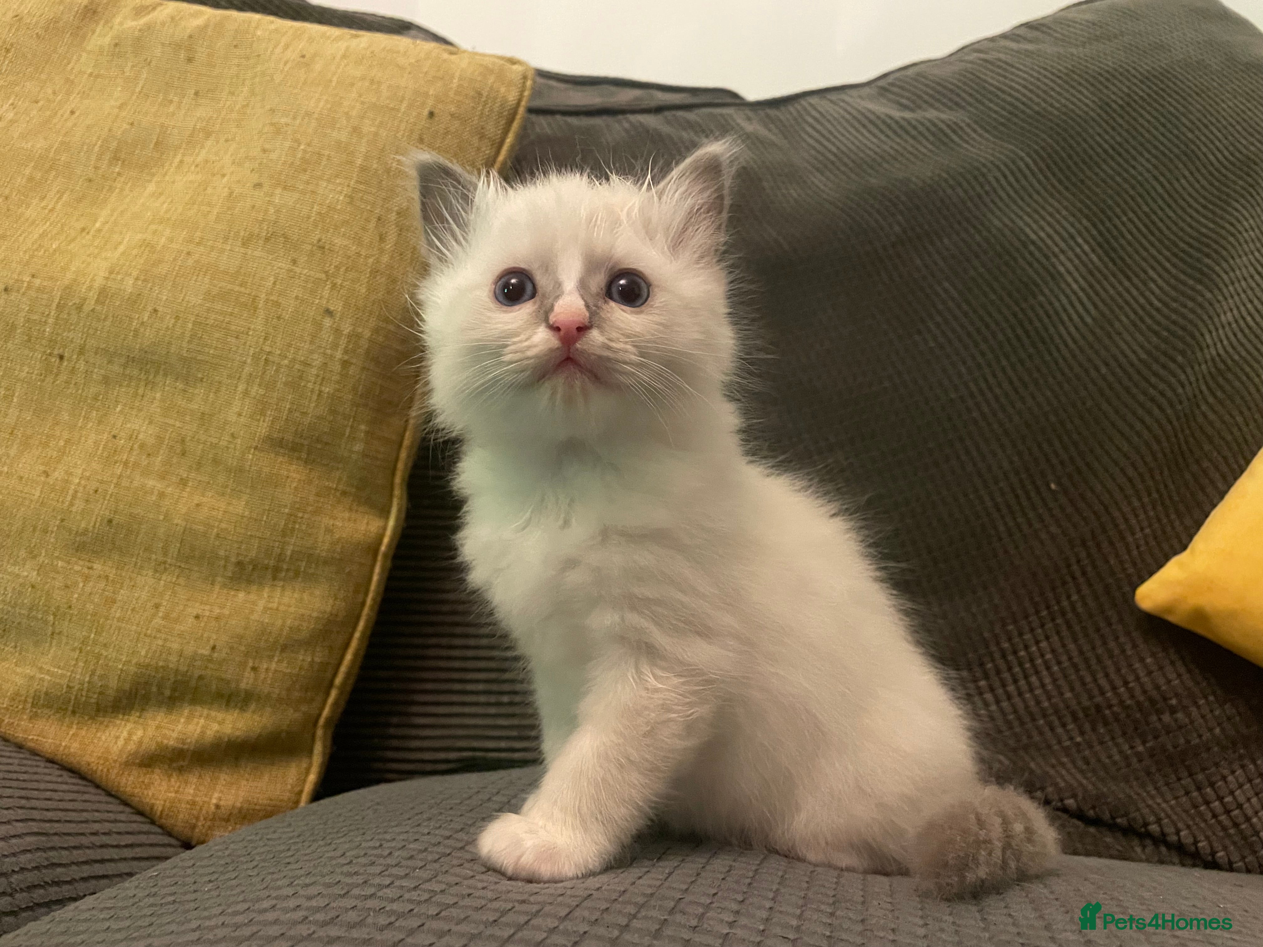 Ragdoll cats SOLD OUT. Beautiful Ragdoll Kittens (blue point) - Advert 3