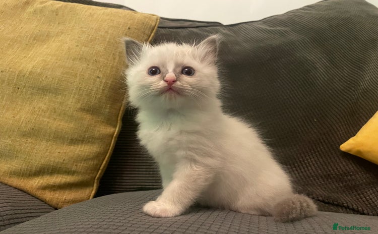 Ragdoll cats One left! Beautiful Ragdoll Kittens (blue point) - Advert 10