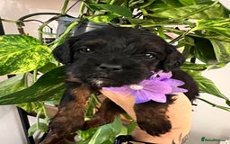 Cavapoo dogs for sale: Cavapoos born to EXTENSIVELY HEALTH TESTED PARENTS - Image 11