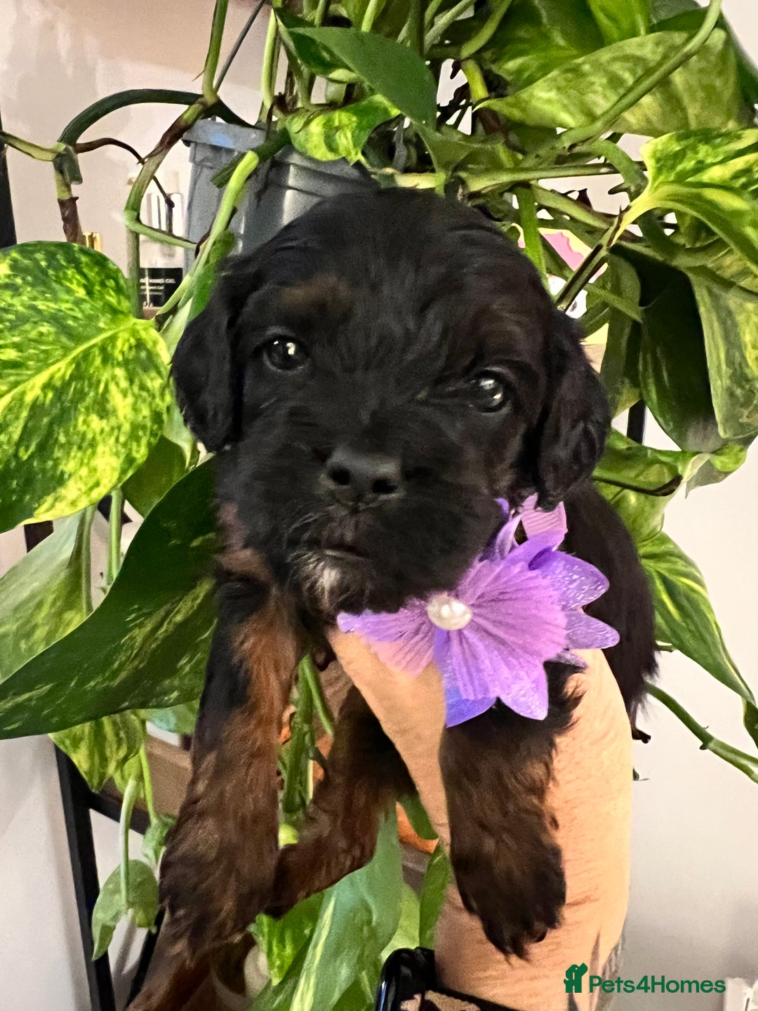 Cavapoo dogs for sale: Cavapoos born to EXTENSIVELY HEALTH TESTED PARENTS - Image 11