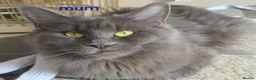 Maine Coon cats for sale: 🐾 Stunning Maine Coon Kittens  Ready Now £1000 🐾 in Newport - Advert 3
