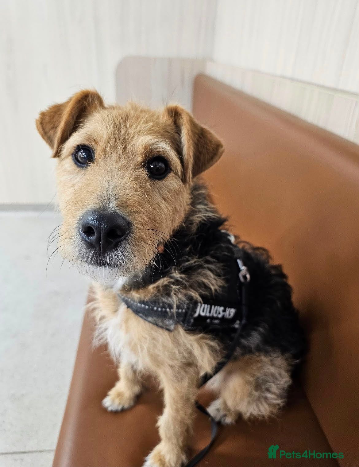 Mixed Breed dogs Gorgeous terrier Ringo seeks home - Advert 1
