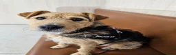 Mixed Breed dogs for sale: Gorgeous terrier Ringo seeks home in London - Advert 1