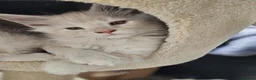 Maine Coon cats for sale: Beautiful TICA registered Maine Coon kitten's  - Advert 18