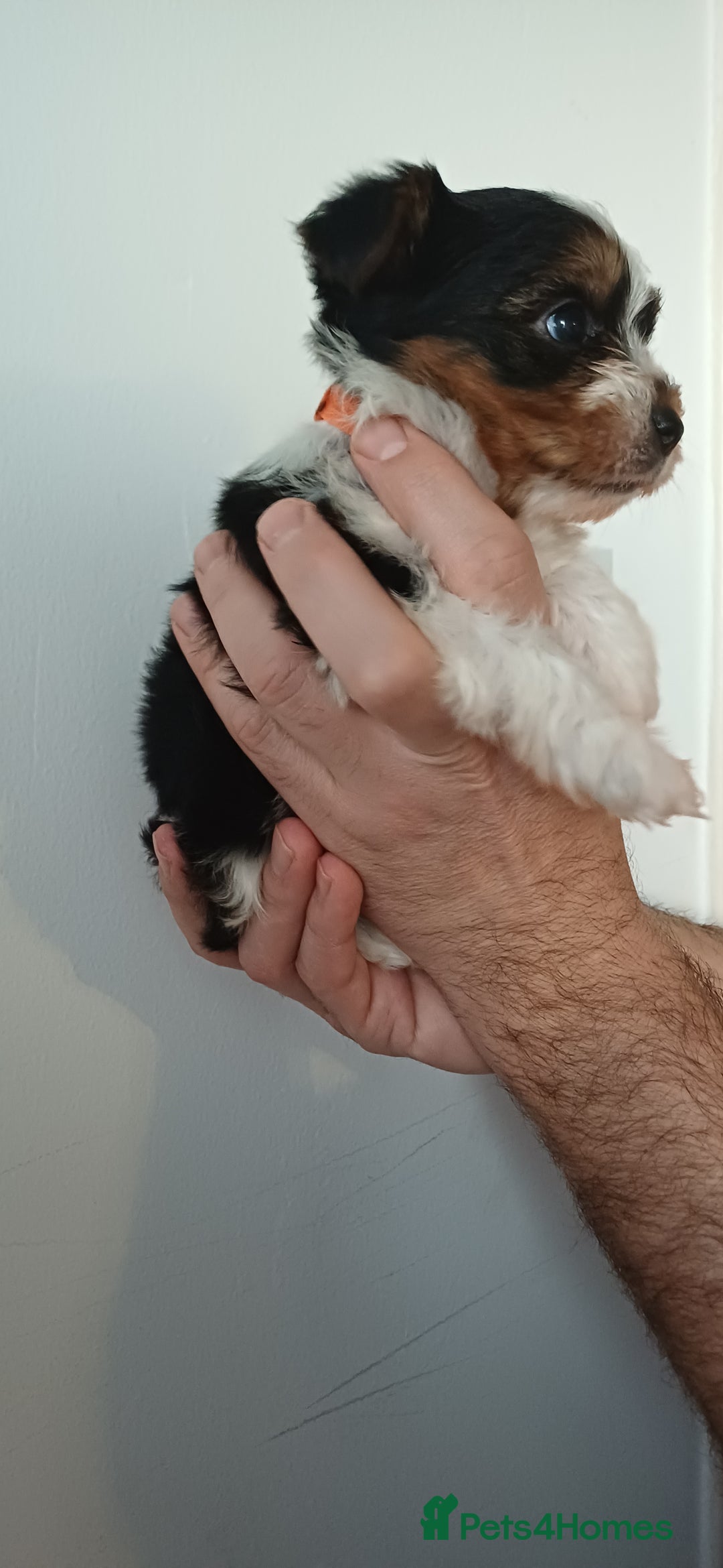 Yorkshire Terrier dogs for sale: 100% Biewer yorkshire-terrier Pedigree  - Advert 8