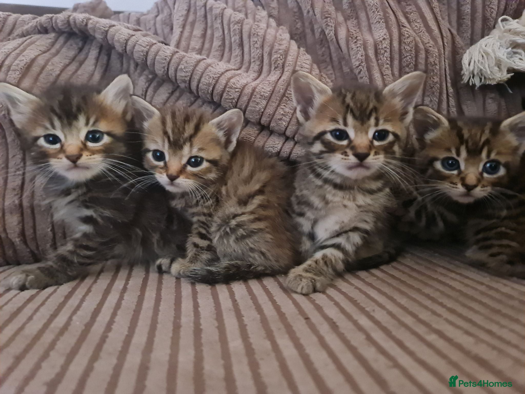 Mixed Breed cats 5 kittens for sale  - Advert 2