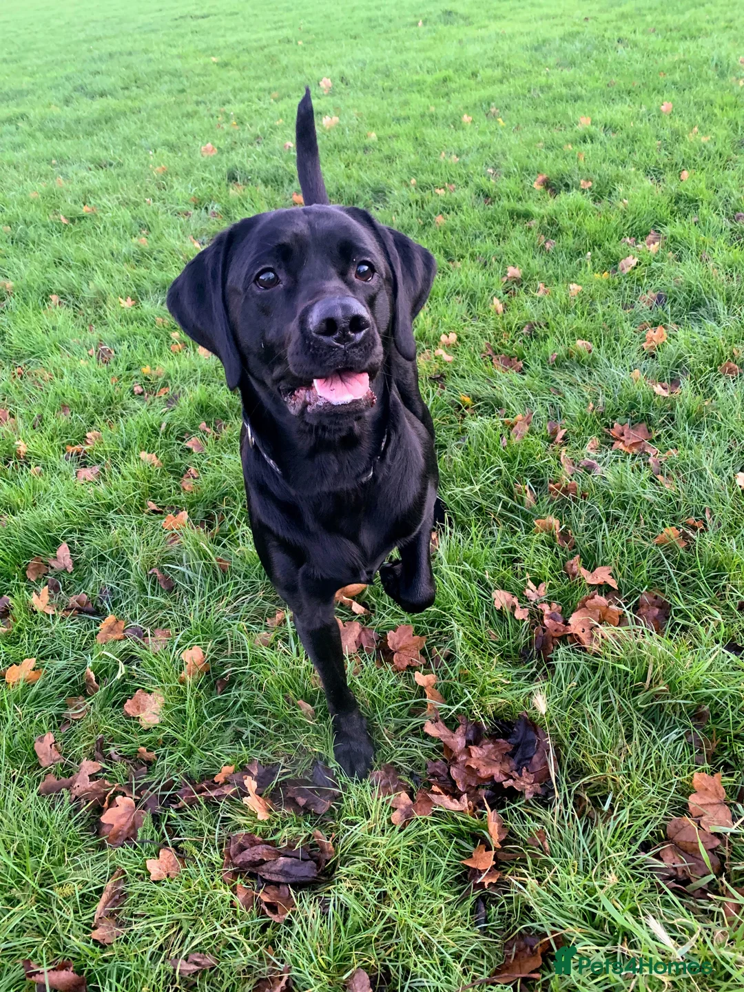 Labrador Retriever dogs for stud: Riley in Leicester - Advert 4