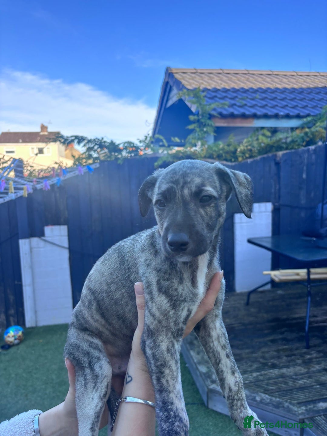 Lurcher dogs for sale: Whippet/greyhound/bull X greyhound/whippet/collieX - Image 27