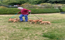 Cocker Spaniel dogs for sale: Stunning Working Cocker Spaniel Puppies - Image 4