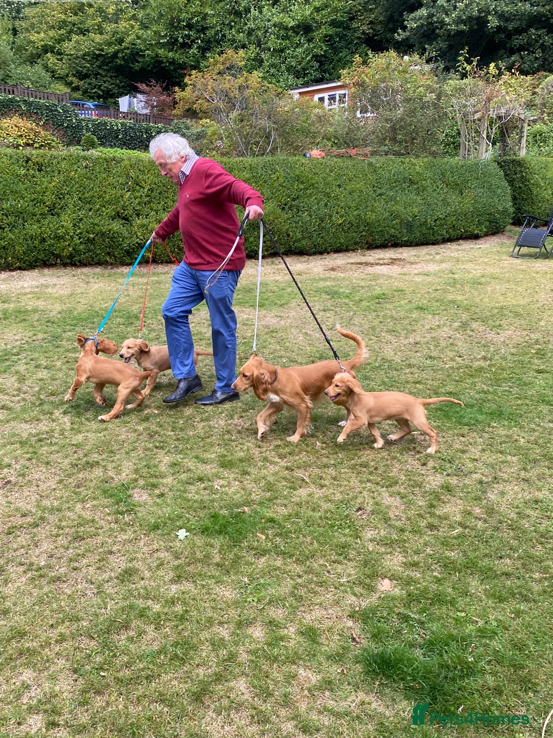Cocker Spaniel dogs for sale: Stunning Working Cocker Spaniel Puppies - Image 4