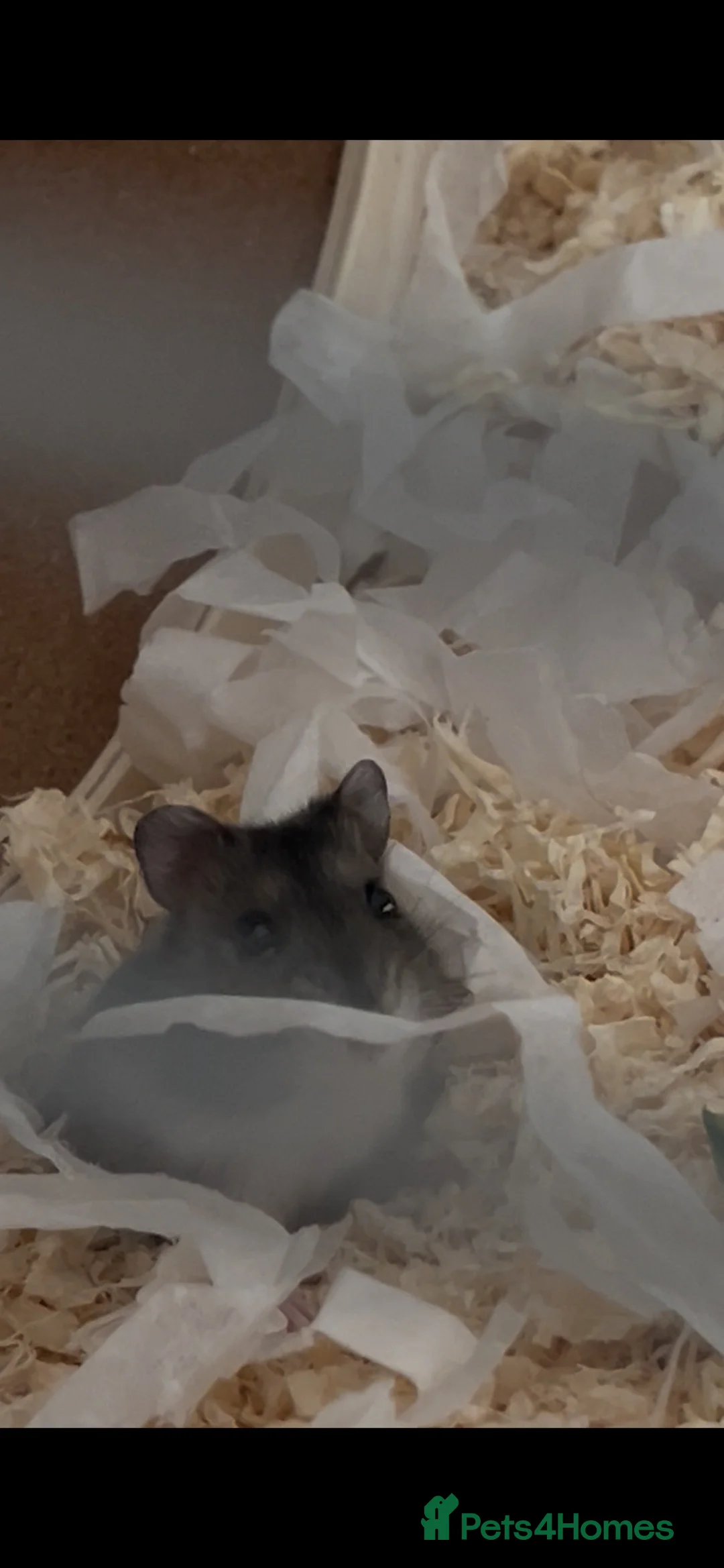 Hamster rodents for sale: Hamster and set up in Wrexham - Advert 1