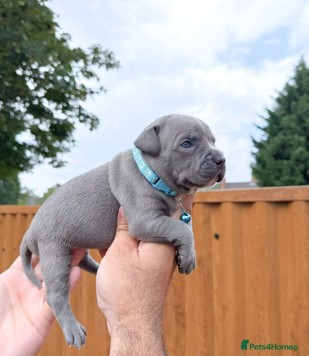 Staffordshire Bull Terrier dogs for sale: SOLID BLUE TEDDY BEARS 🧸 - Advert 2