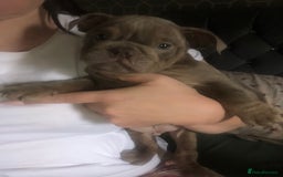 English Bulldog dogs for sale: 3 Isabella English bulldogs - Image 1