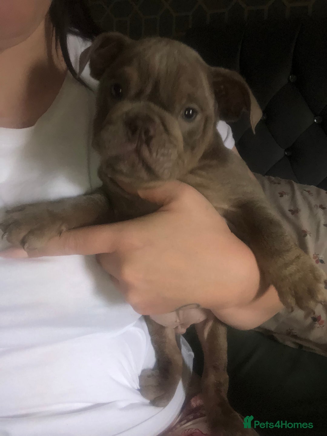English Bulldog dogs for sale: 3 Isabella English bulldogs - Image 1