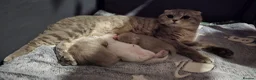 Scottish Fold cats for sale: Scottish fold  - Advert 9
