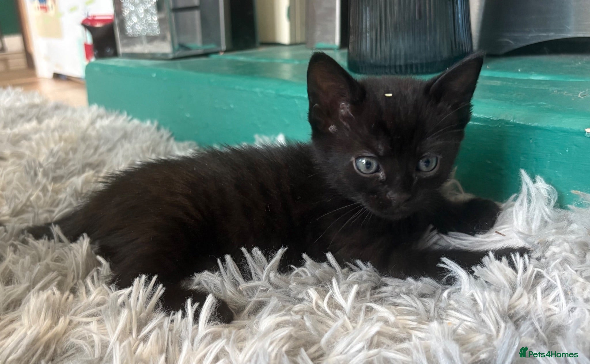 Bengal cats Majestic Rare Half bengals babies  - Advert 1