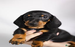 Dachshund dogs for sale: Standard champion bred dachshunds  - Image 13