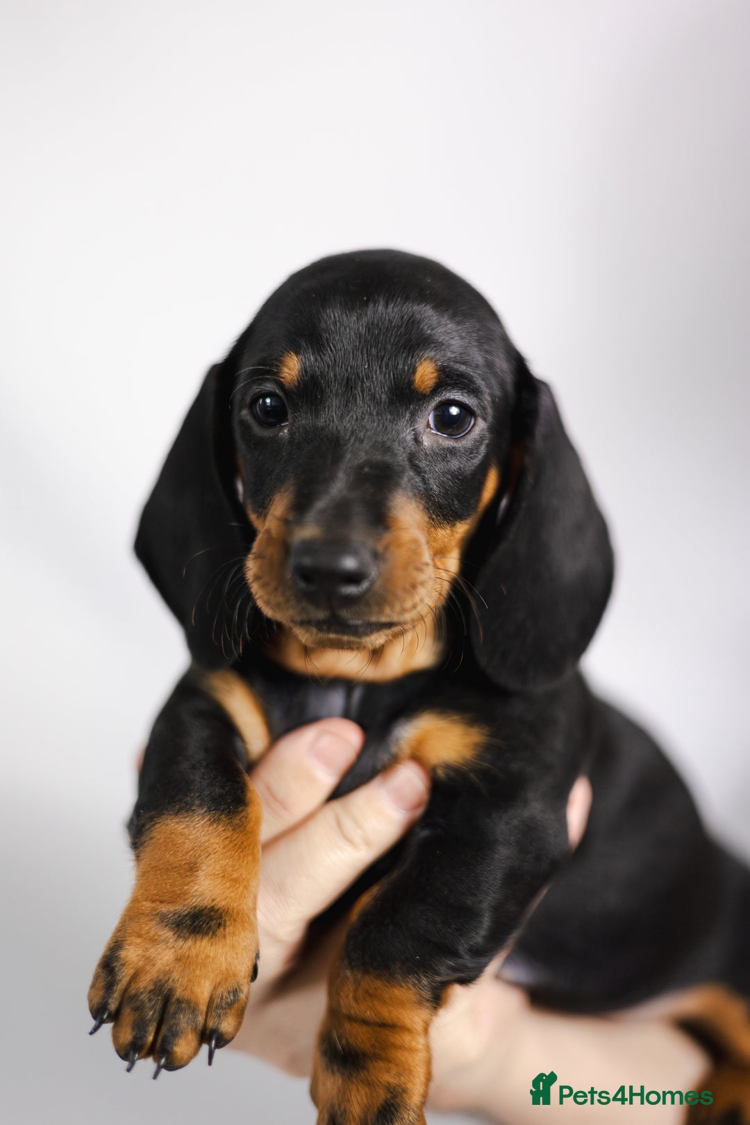 Dachshund dogs for sale: Standard champion bred dachshunds  - Image 13