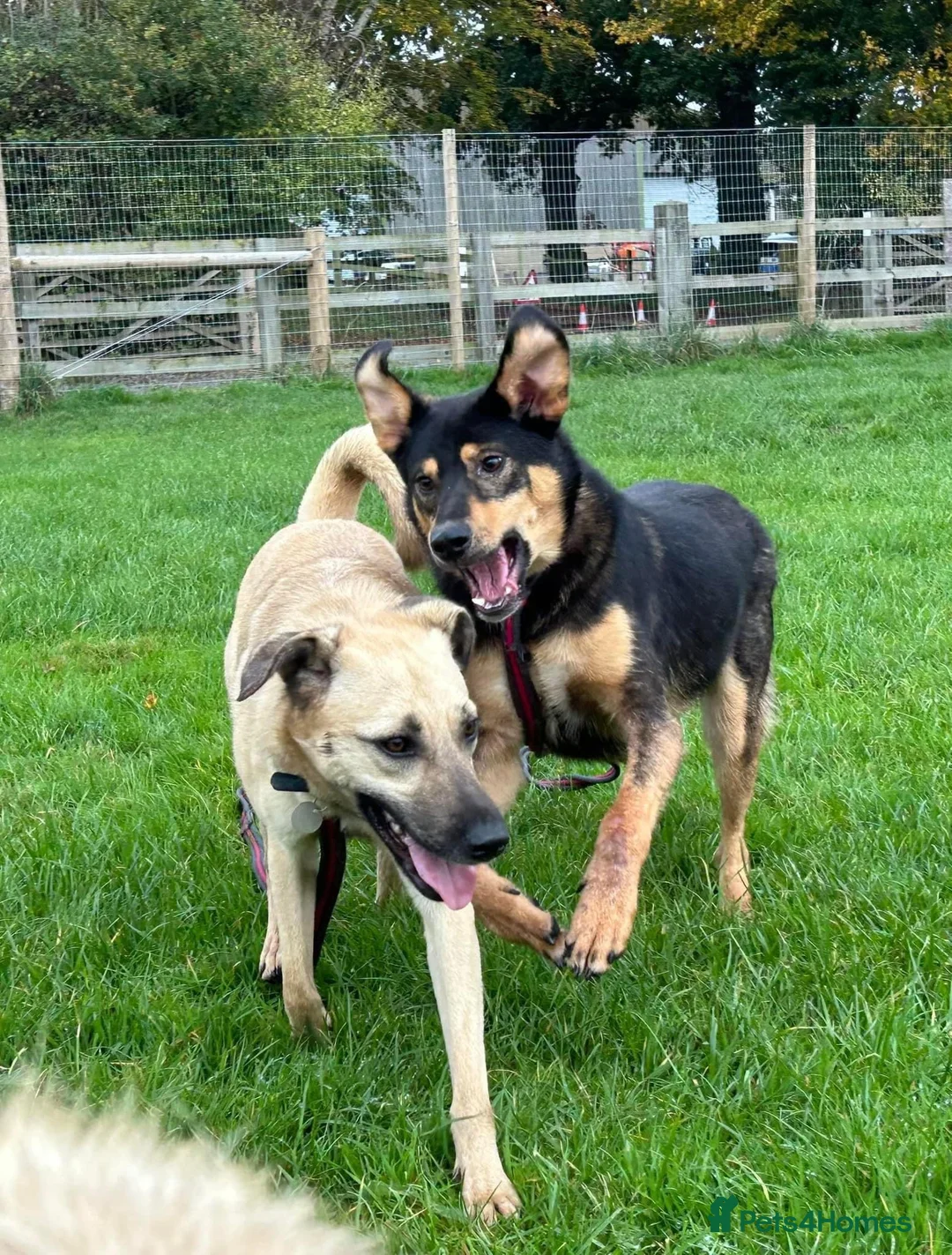 Mixed Breed dogs for adoption: Isodora - Norwich Norfolk  in Norwich - Advert 19