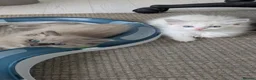 Ragdoll cats for sale: Traditional & Cherubim Ragdoll Kittens -  TICA - Advert 26