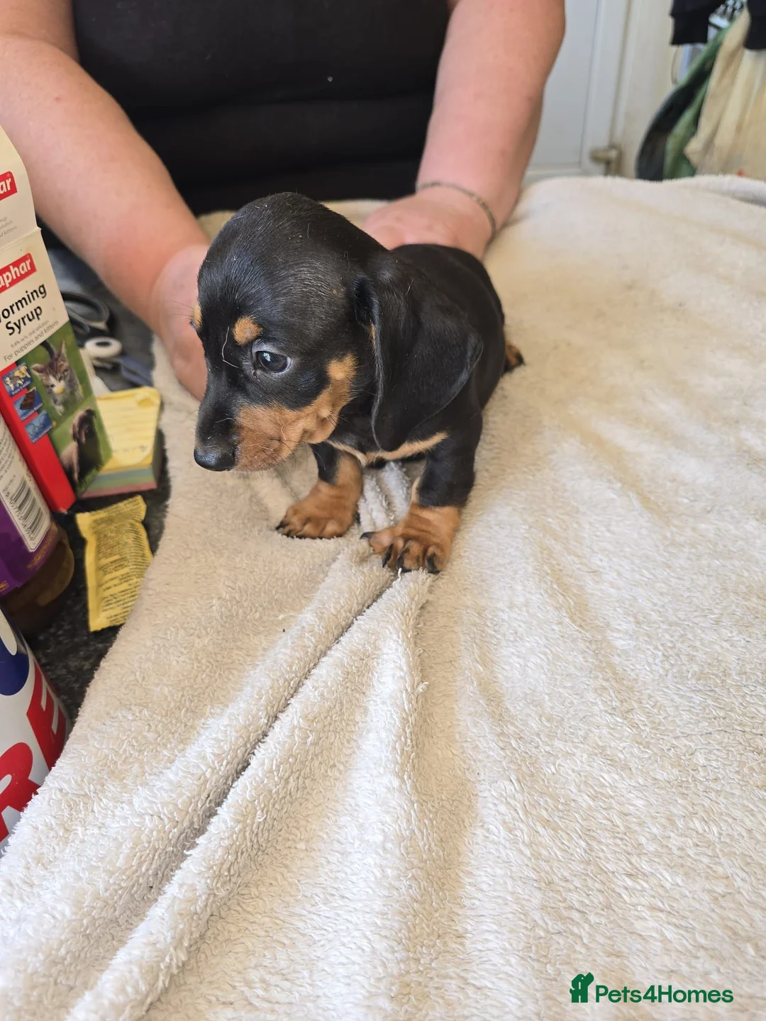 Miniature Dachshund dogs for sale: Miniture dachound puppies  - Advert 2