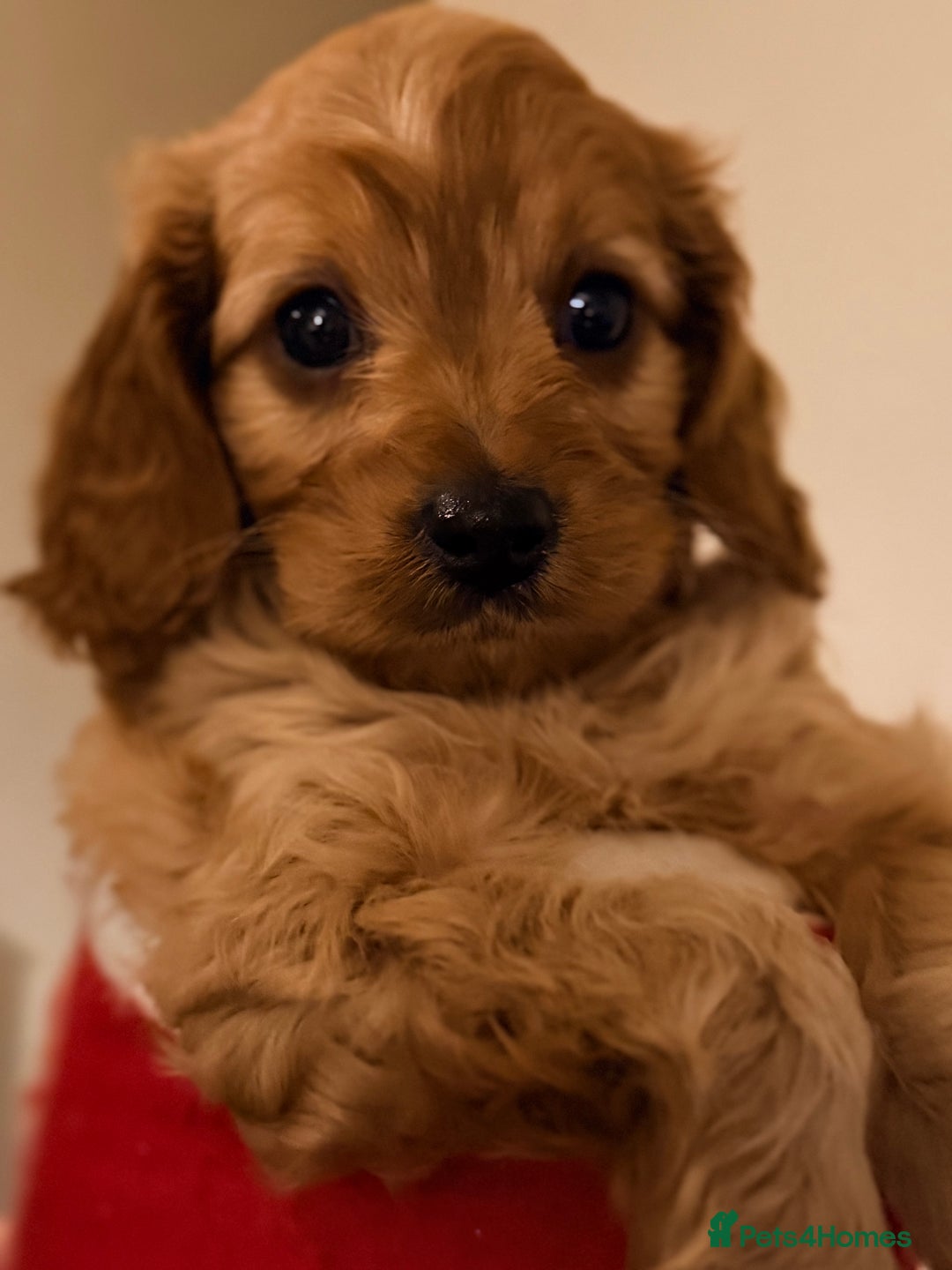 Cavapoo dogs for sale: Health Tested F1 TOY Cavapoo Puppies  - Advert 7