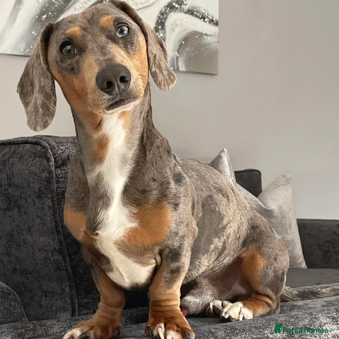 Miniature Dachshund dogs for stud: Miniature Dachshund Blue Merle for Stud - Advert 2