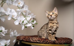 Bengal cats for sale: BABETTE-LAST available girl from the litter-TICA  - Image 9
