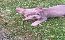 French Bulldog dogs for sale: Fluffy ** frenchies  - Image 7