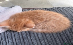 Mixed Breed cats for sale: (NEED HOMES) Beautiful kittens white/ginger - Image 18